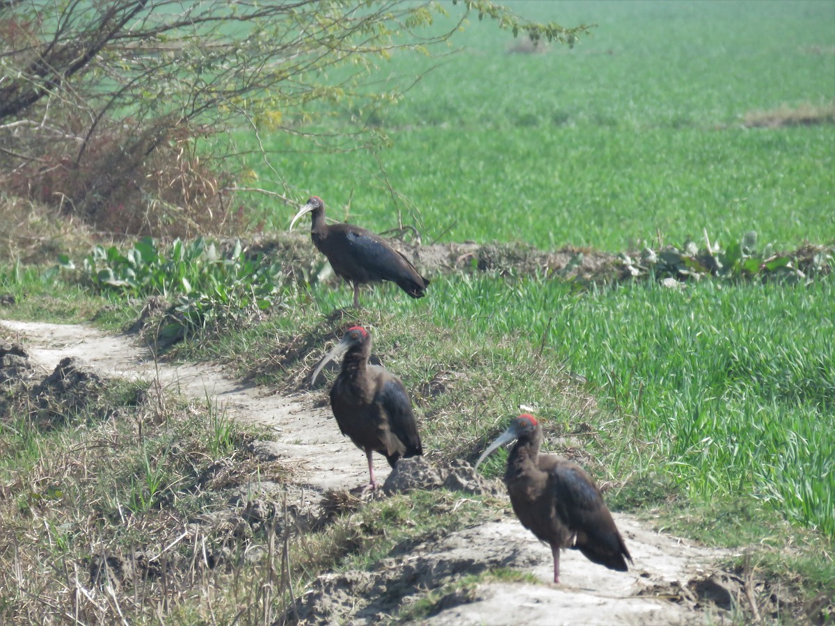 Red-naped Ibis - Anil Menon