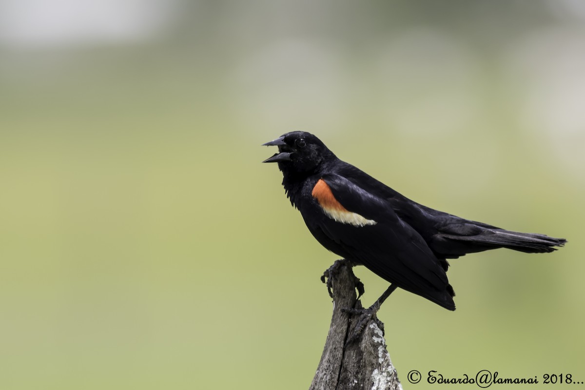 Red-winged Blackbird - ML137107851