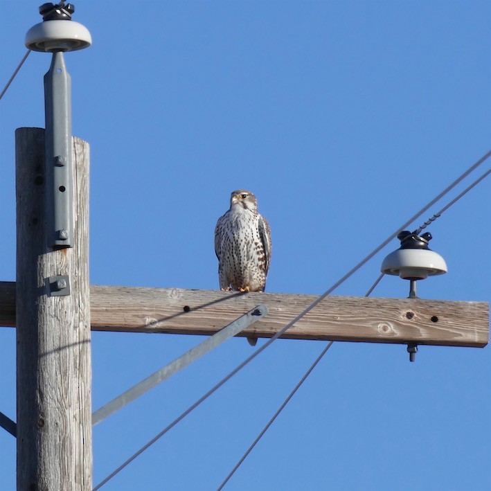 Prairie Falcon - Dave Trochlell