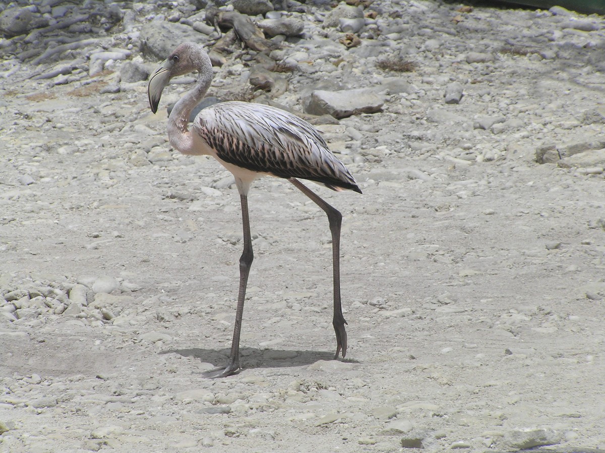 American Flamingo - ML137108681