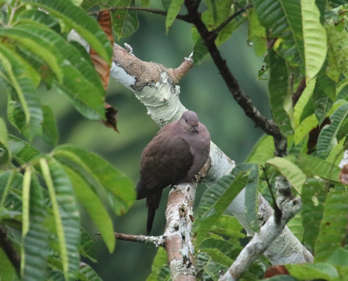 Pigeon vineux - ML137111651