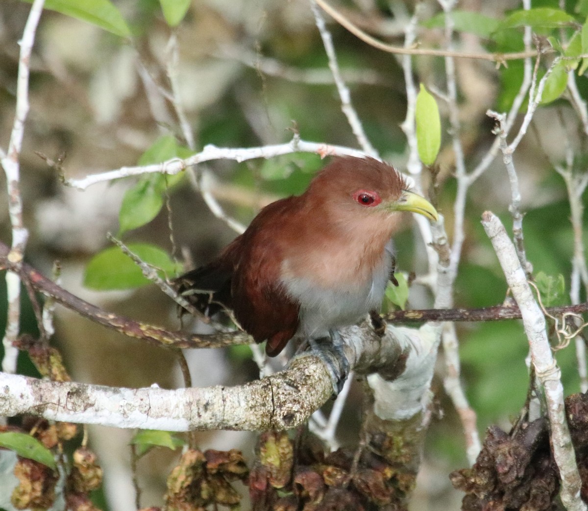 Squirrel Cuckoo - ML137111711