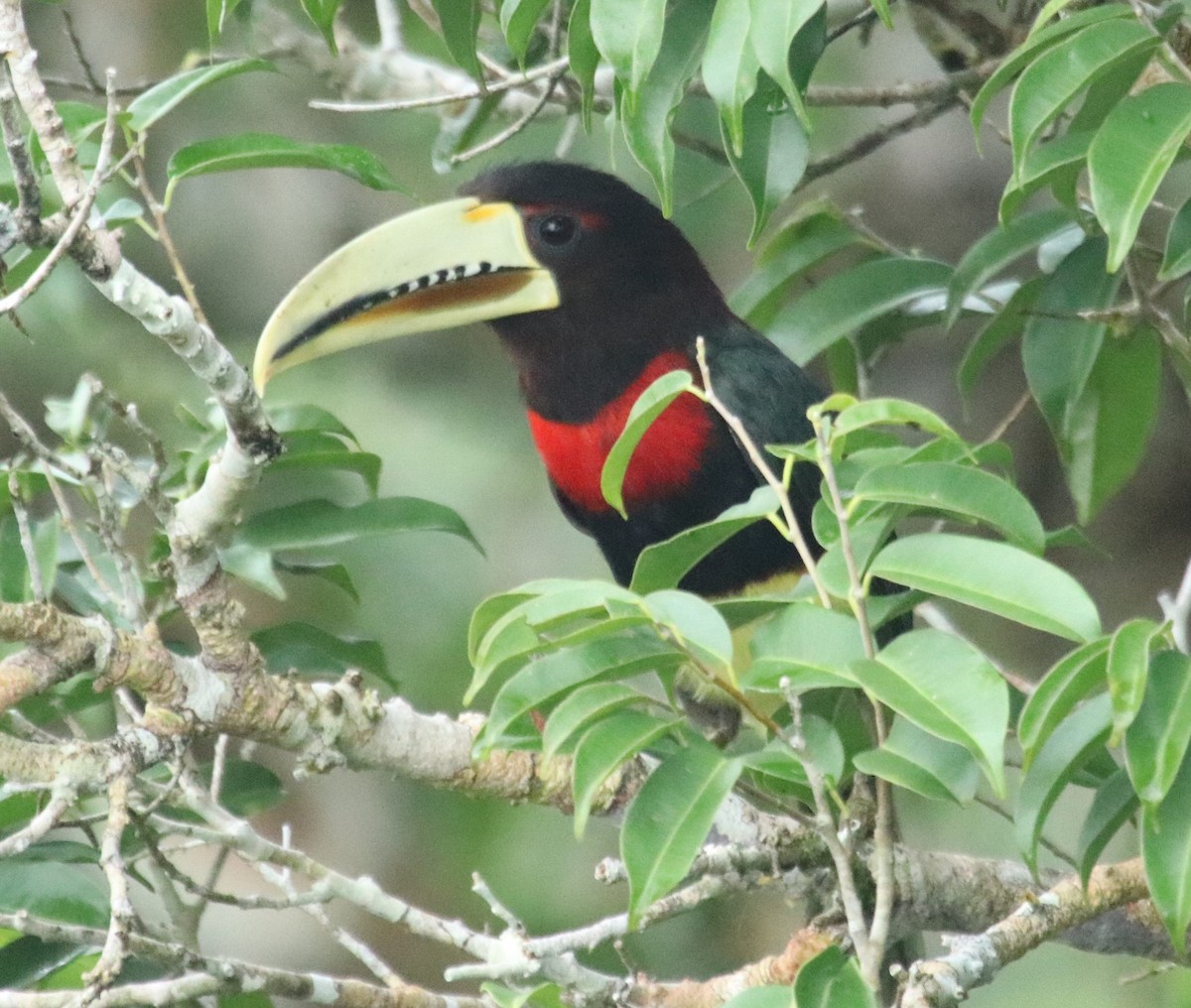 Ivory-billed Aracari - ML137111871