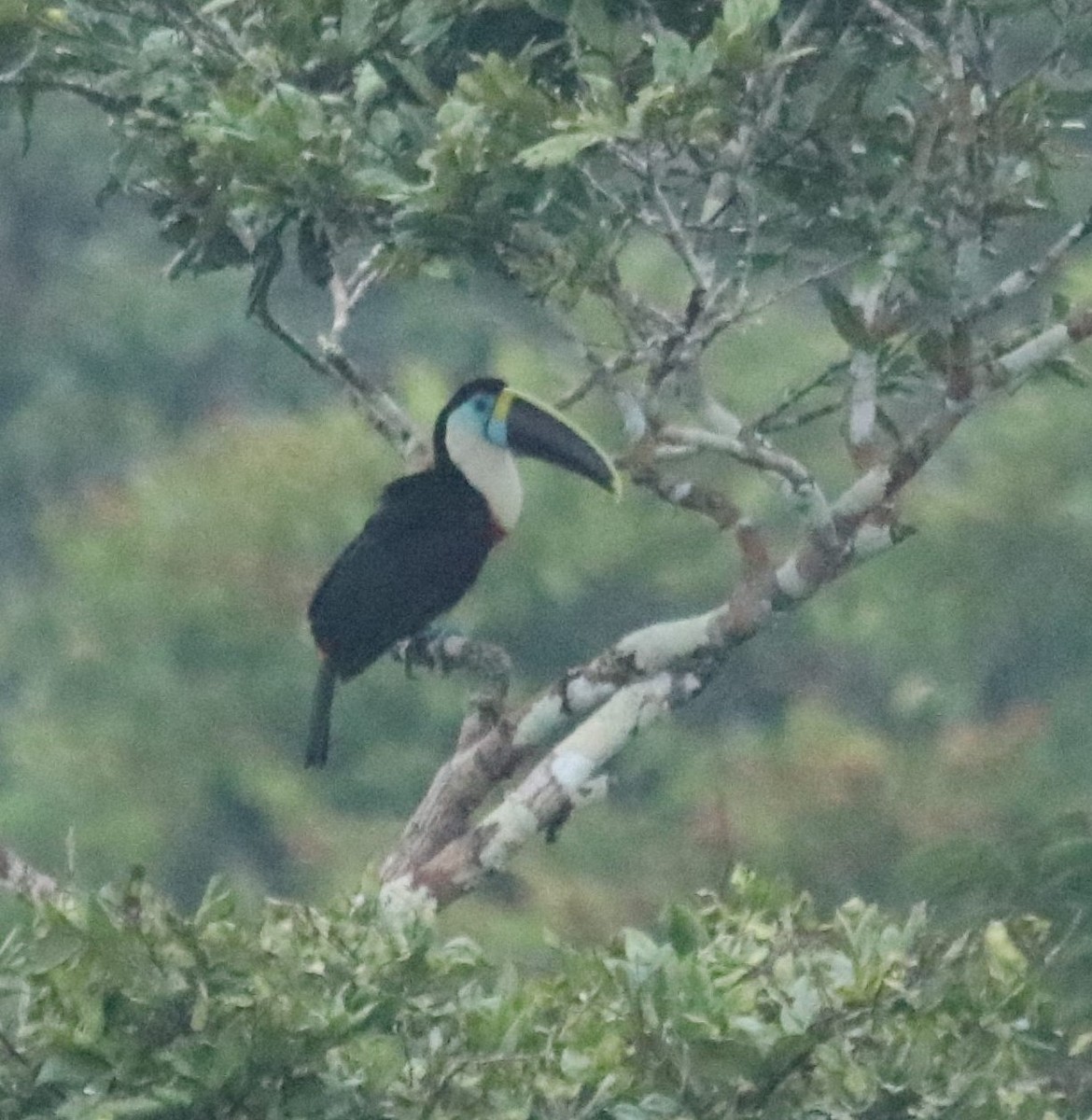 White-throated Toucan - ML137111931