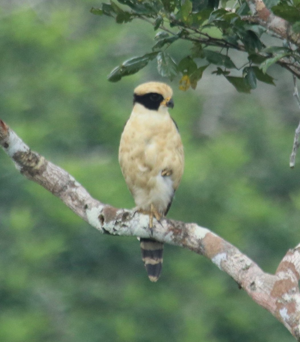 Laughing Falcon - ML137112091