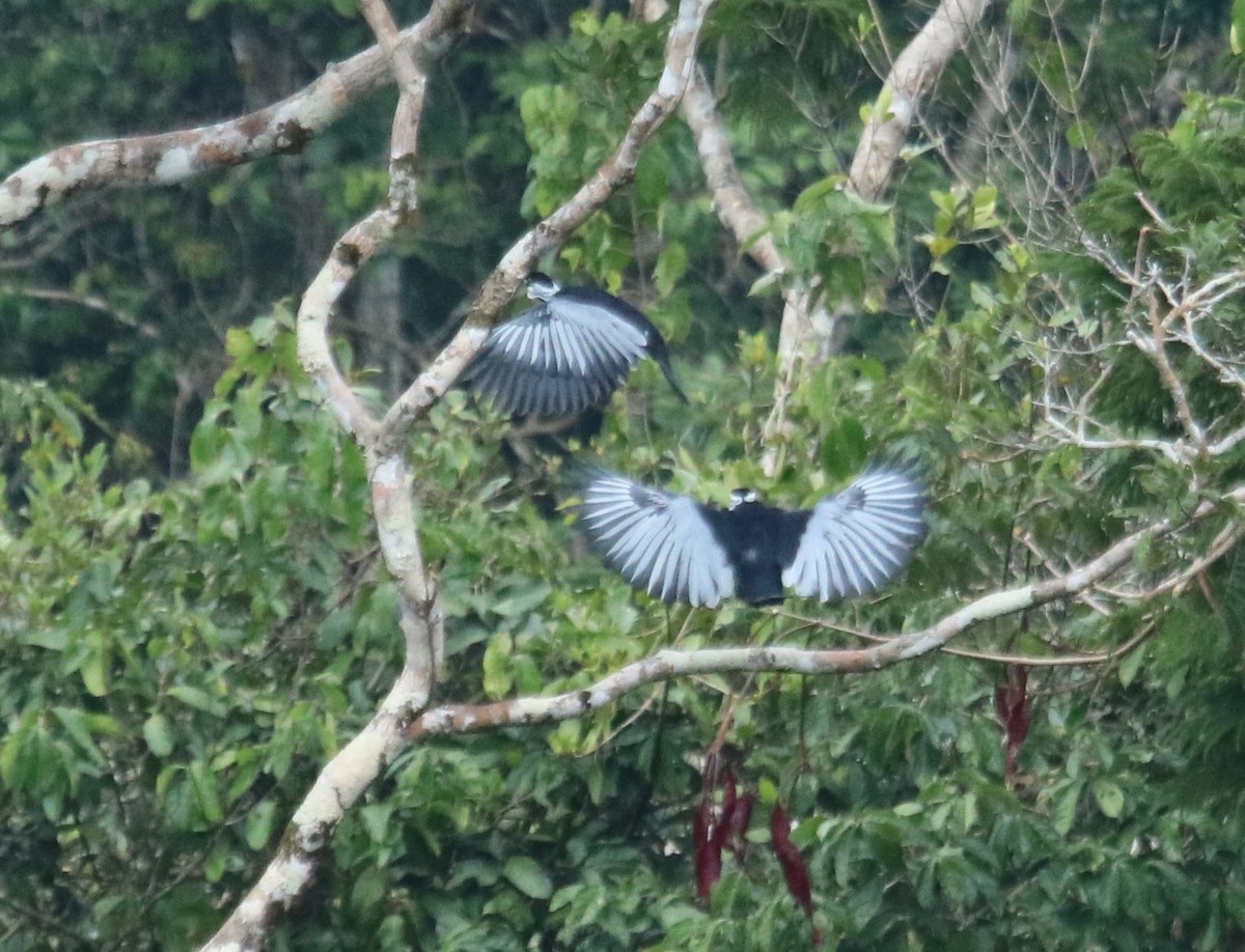 Cotinga à col nu - ML137112551