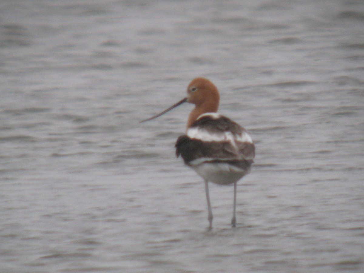 Avocette d'Amérique - ML137113511