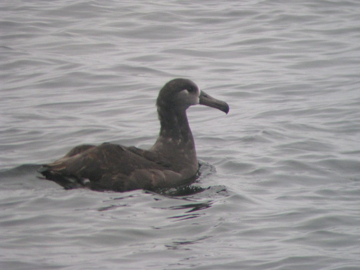 Black-footed Albatross - ML137113791