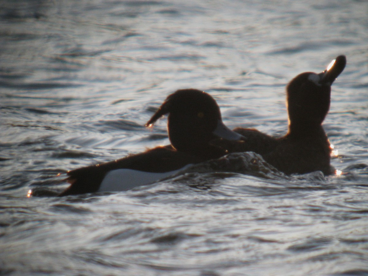 Tufted Duck - A. Laquidara