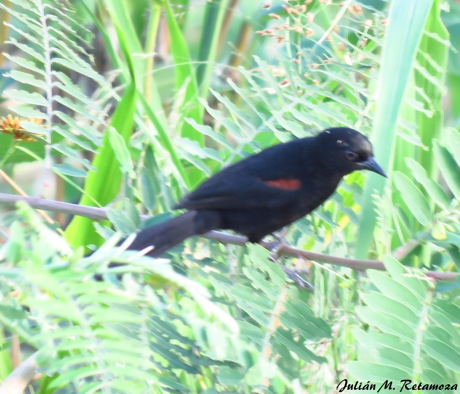 Variable Oriole - Julián Retamoza