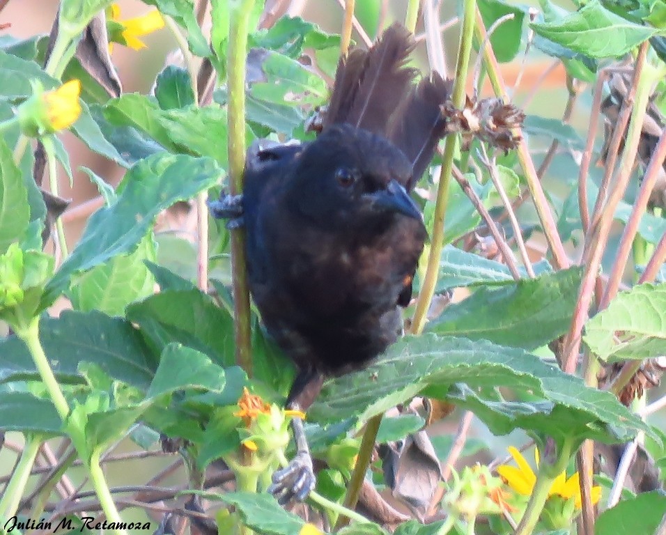 Variable Oriole - ML137116051