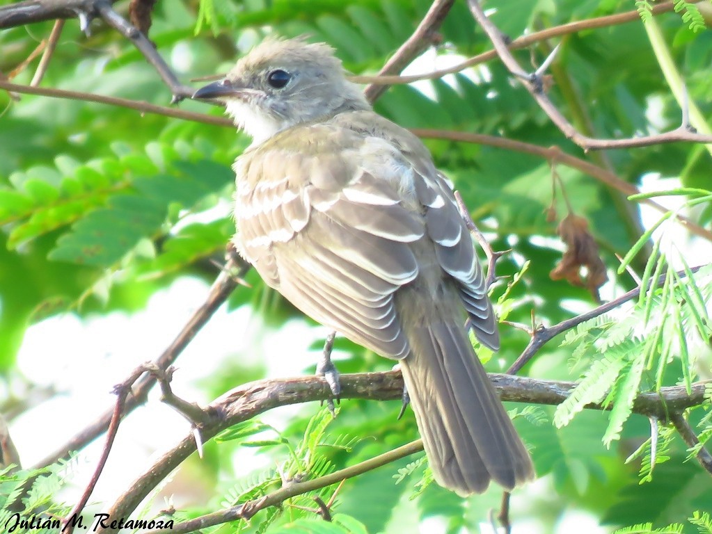 Large Elaenia - ML137117091