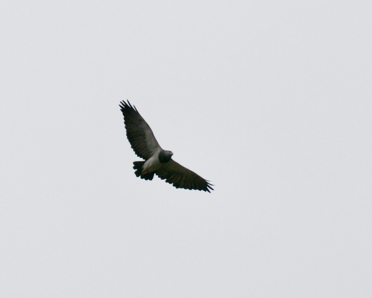 Black-chested Buzzard-Eagle - Doug Cooper