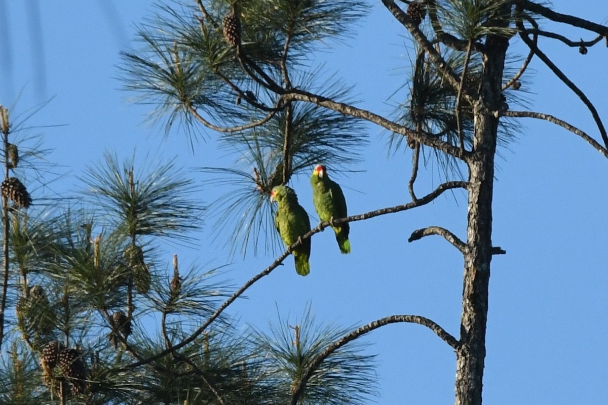 Red-lored Parrot - Epi Shemming