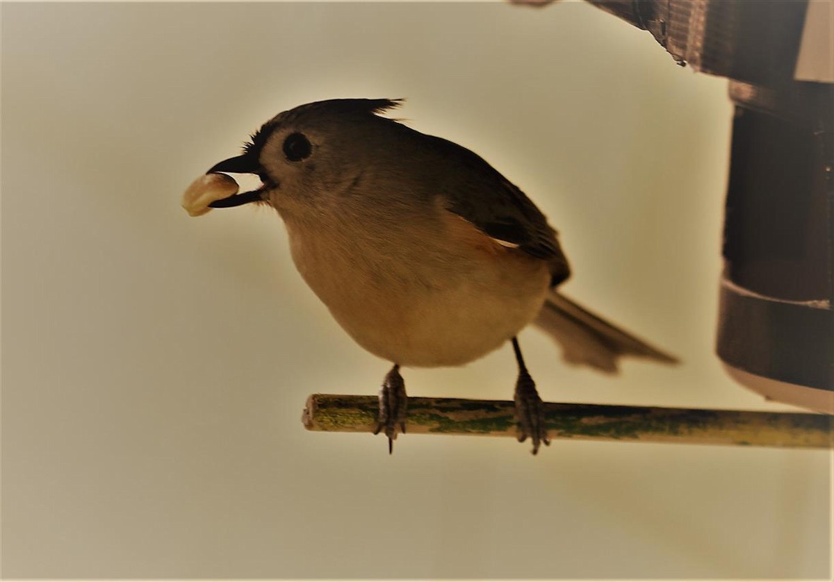 Tufted Titmouse - ML137118471