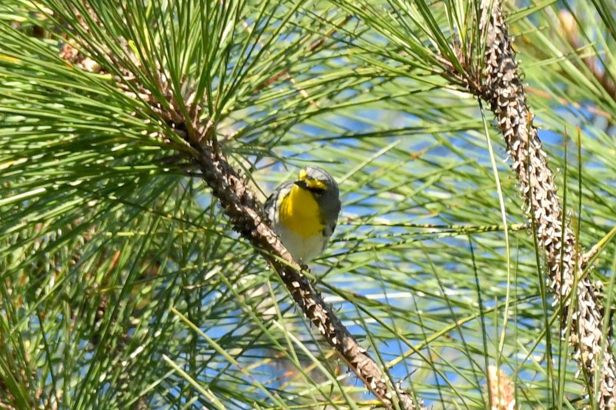 Grace's Warbler - ML137118561