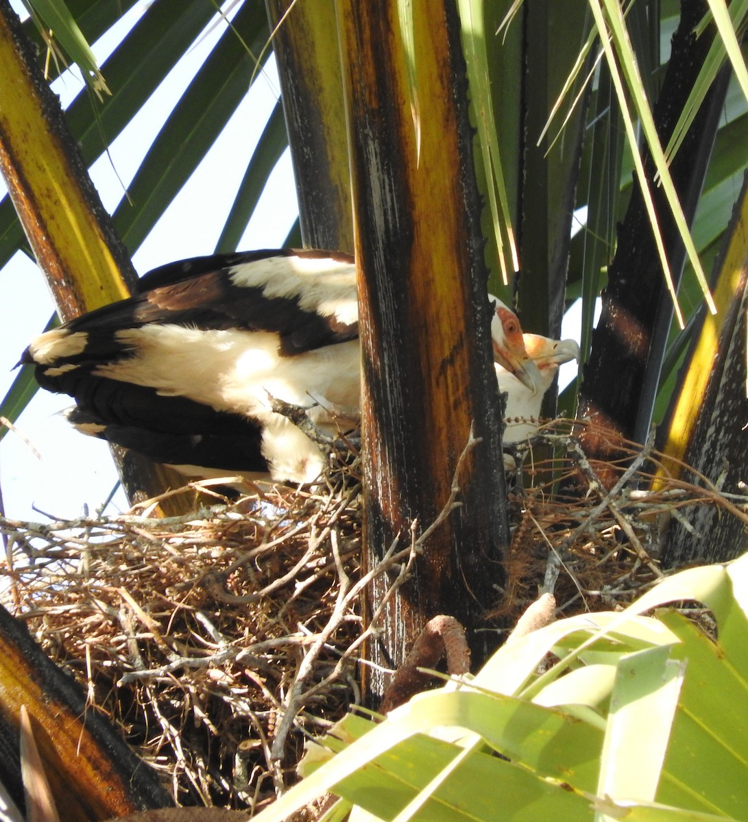 Palm-nut Vulture - ML137118591