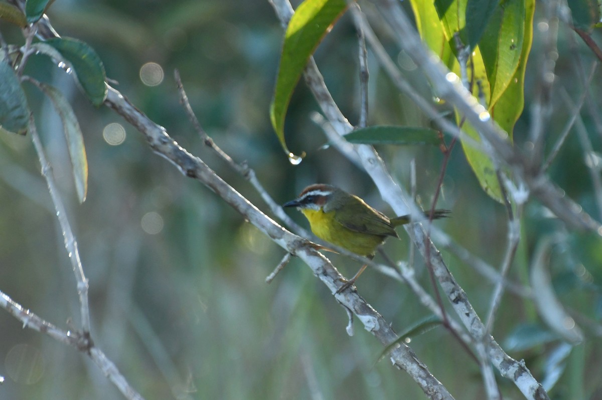 Rufous-capped Warbler - Epi Shemming