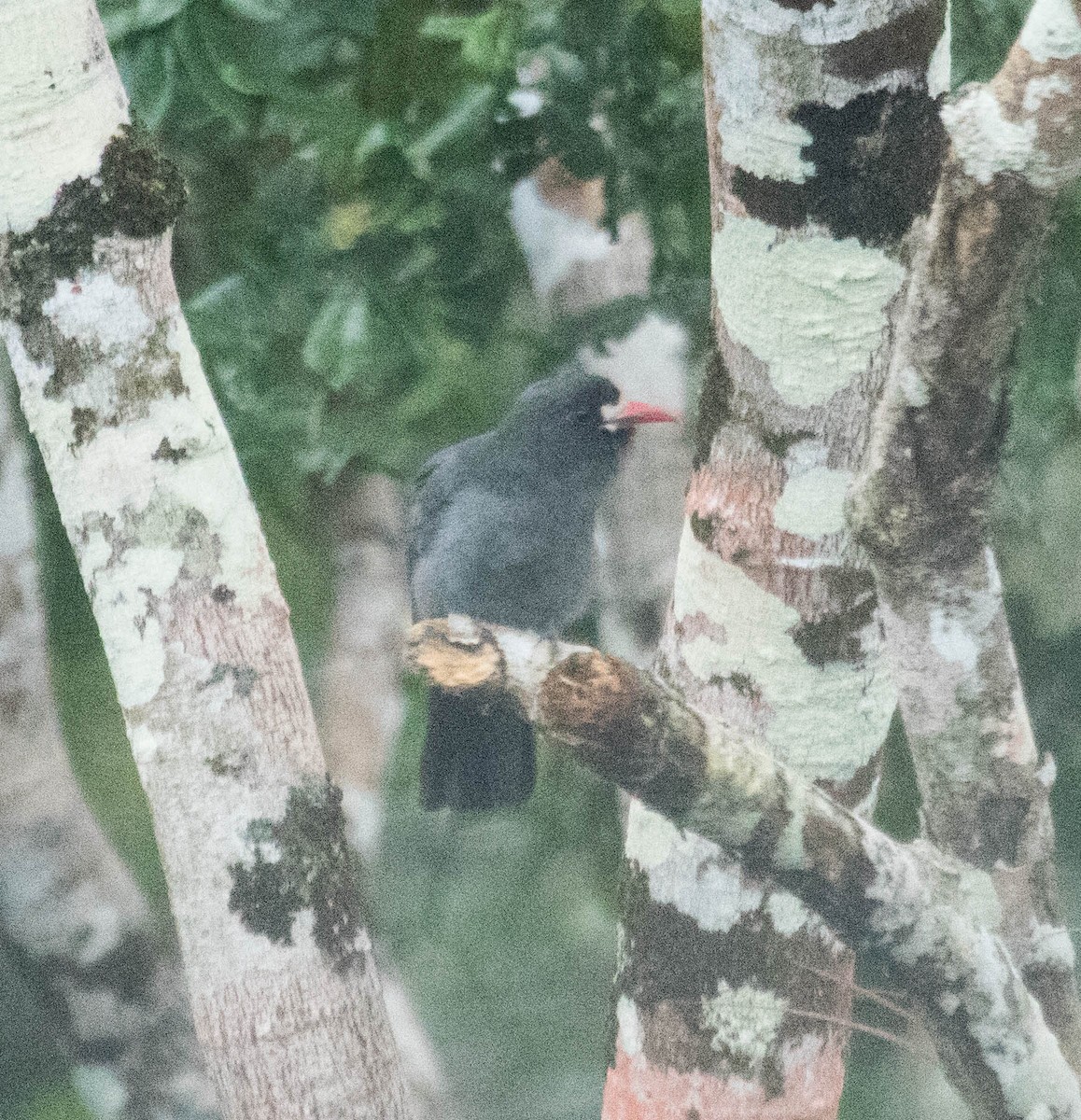 White-fronted Nunbird - ML137118991