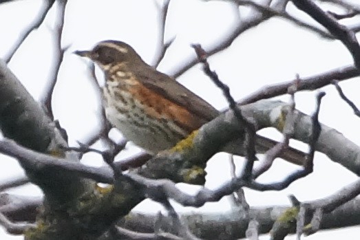 Redwing - ML137120231