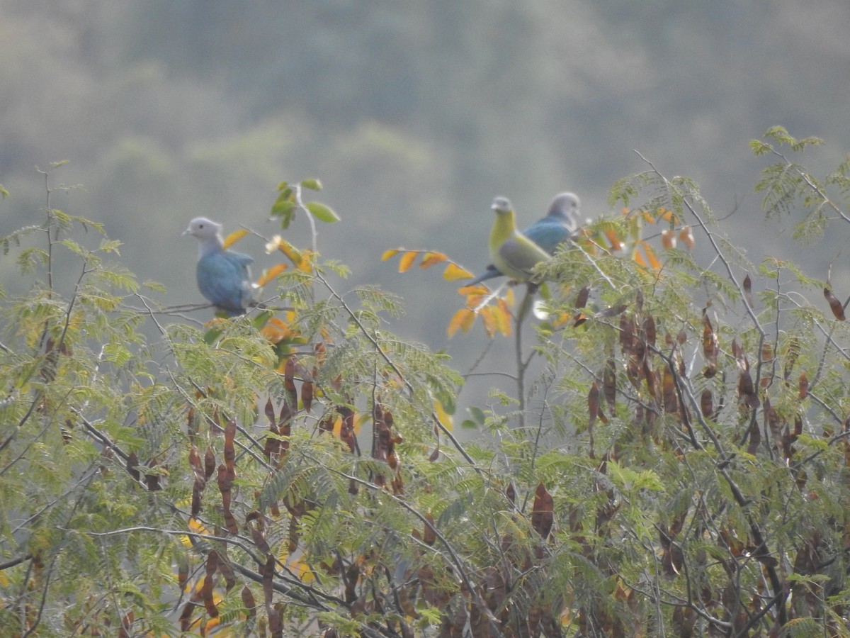 Yellow-footed Green-Pigeon - Senan D'Souza