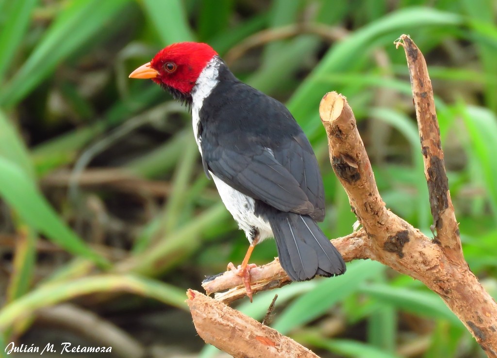 Yellow-billed Cardinal - Julián Retamoza