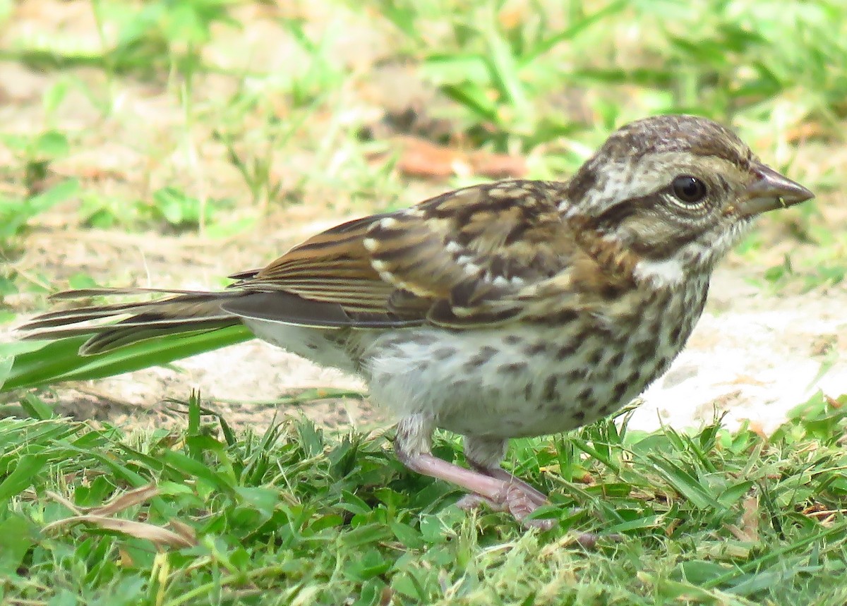 Rufous-collared Sparrow - ML137121731