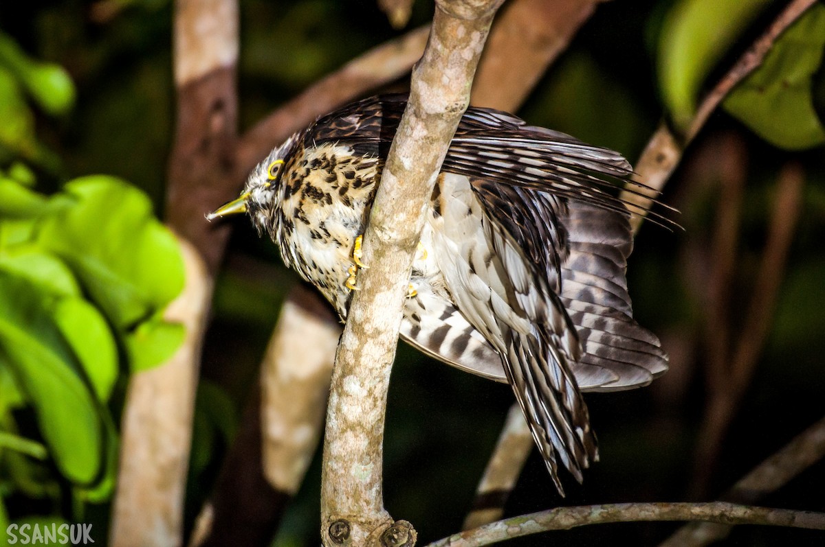 Large Hawk-Cuckoo - ML137122591