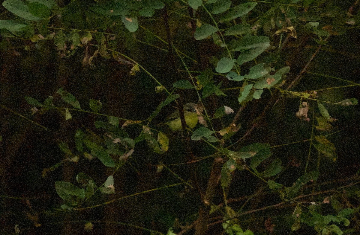 Philadelphia Vireo - ML137125291