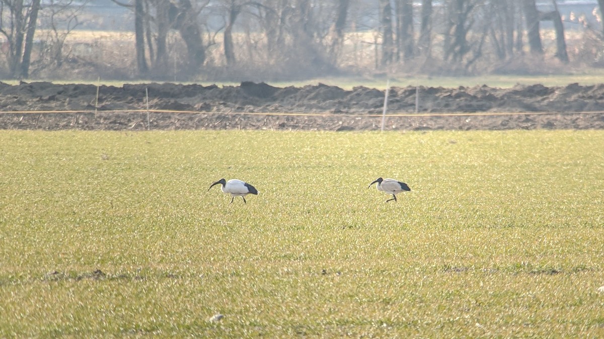 African Sacred Ibis - ML137125411