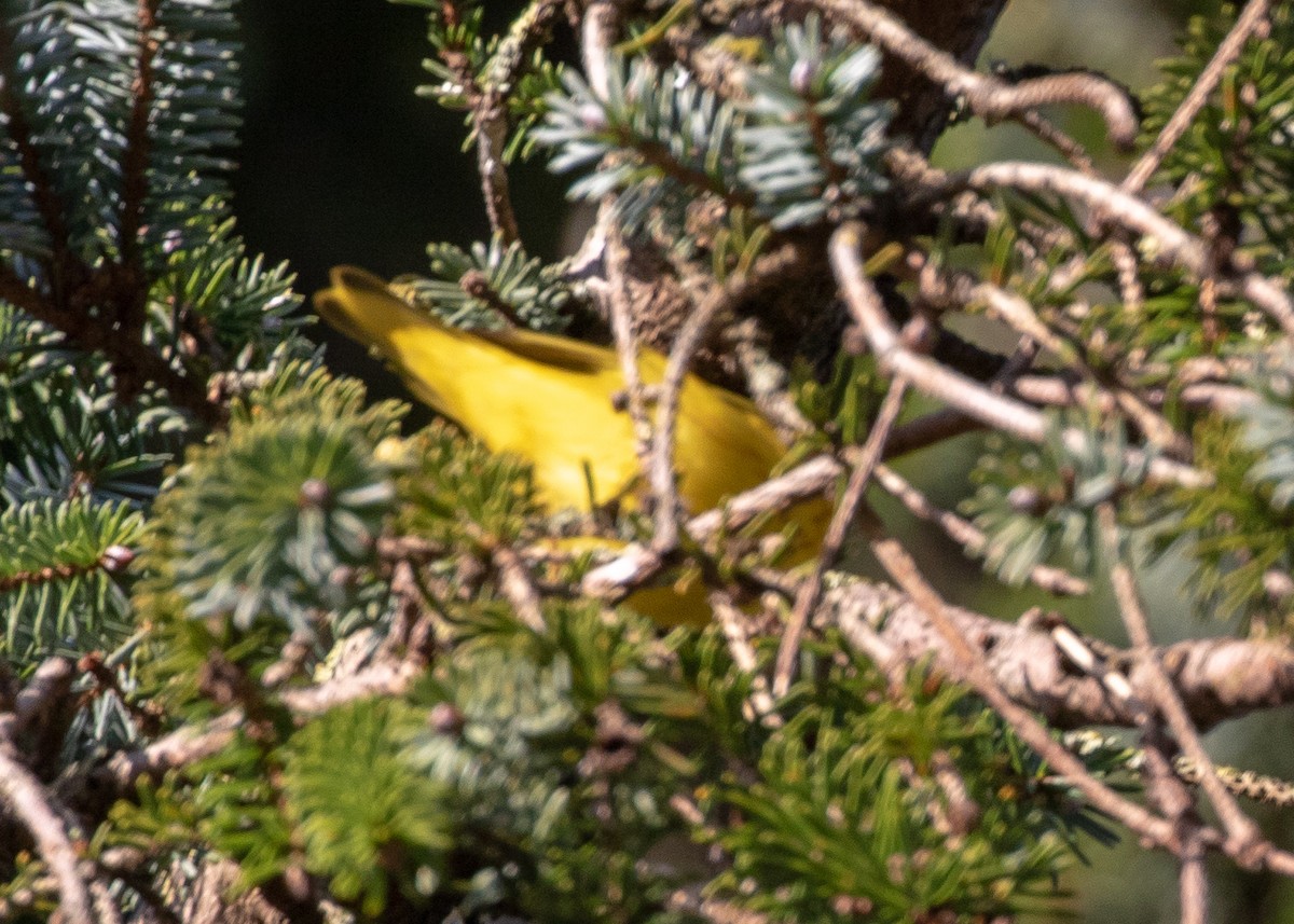 Yellow Warbler - Philip Kline