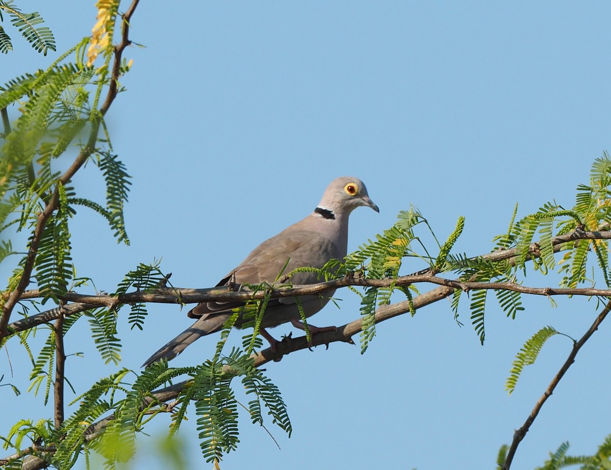 Burmese Collared-Dove - ML137126111