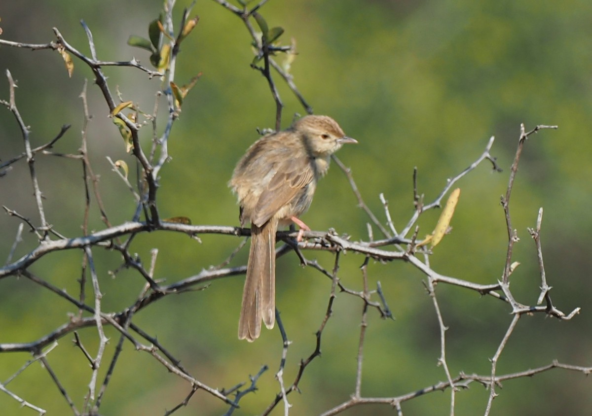 Burmese Prinia - ML137126241