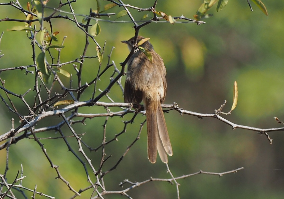 Burmese Prinia - ML137126271