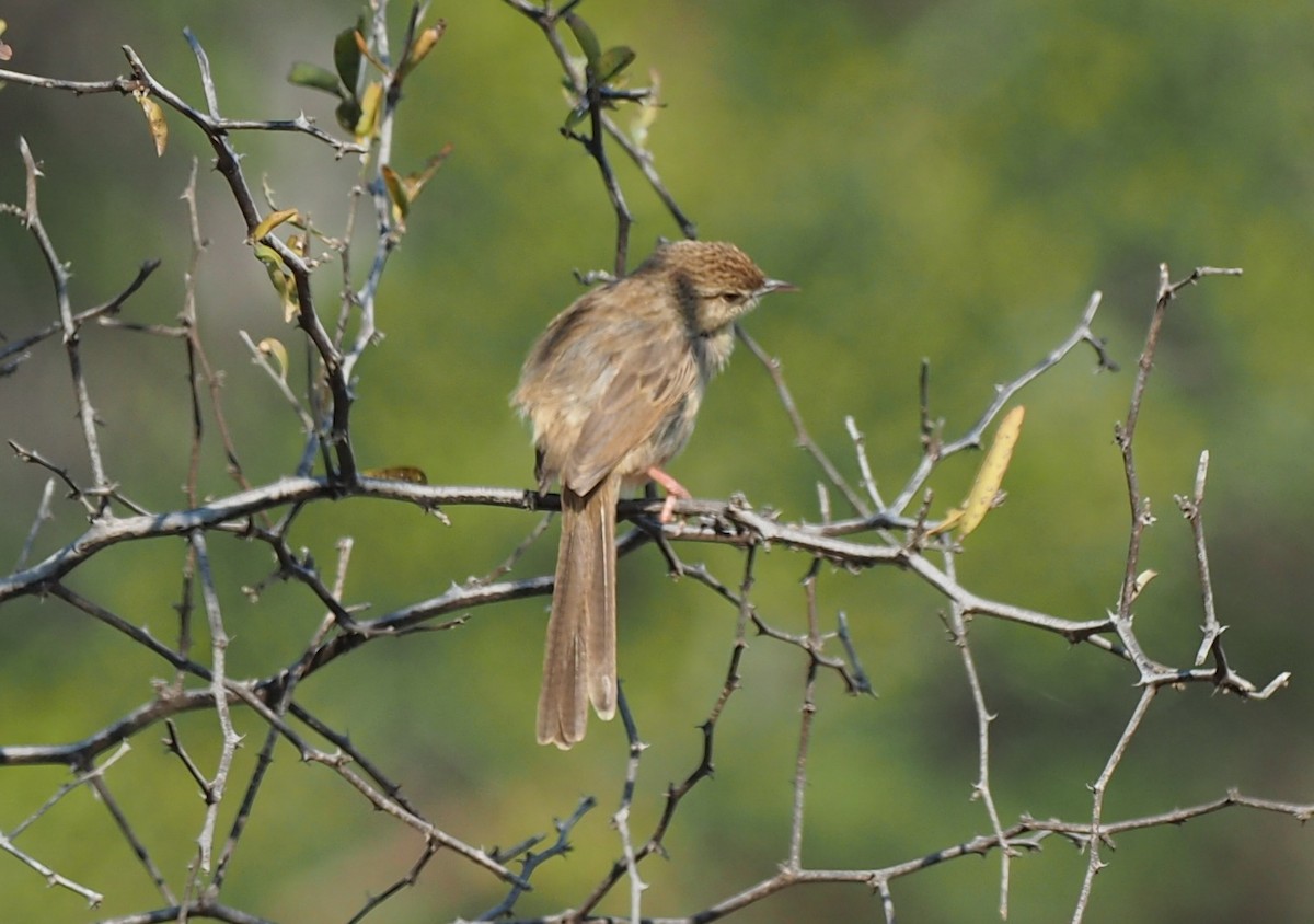 Burmese Prinia - ML137126281