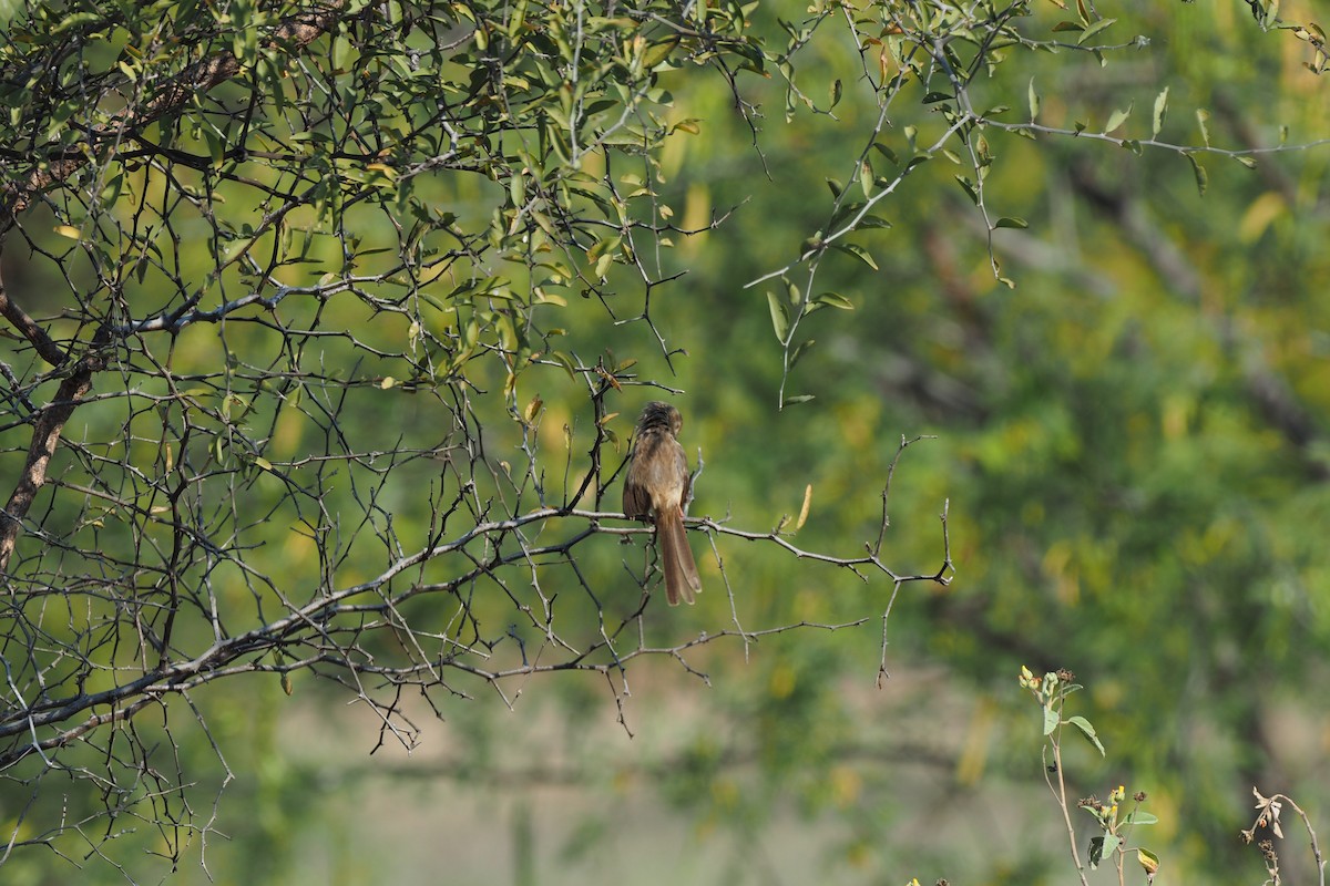 Burmese Prinia - ML137126561