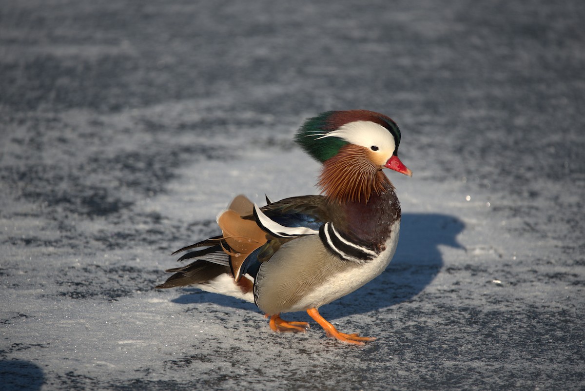 Mandarin Duck - ML137126581