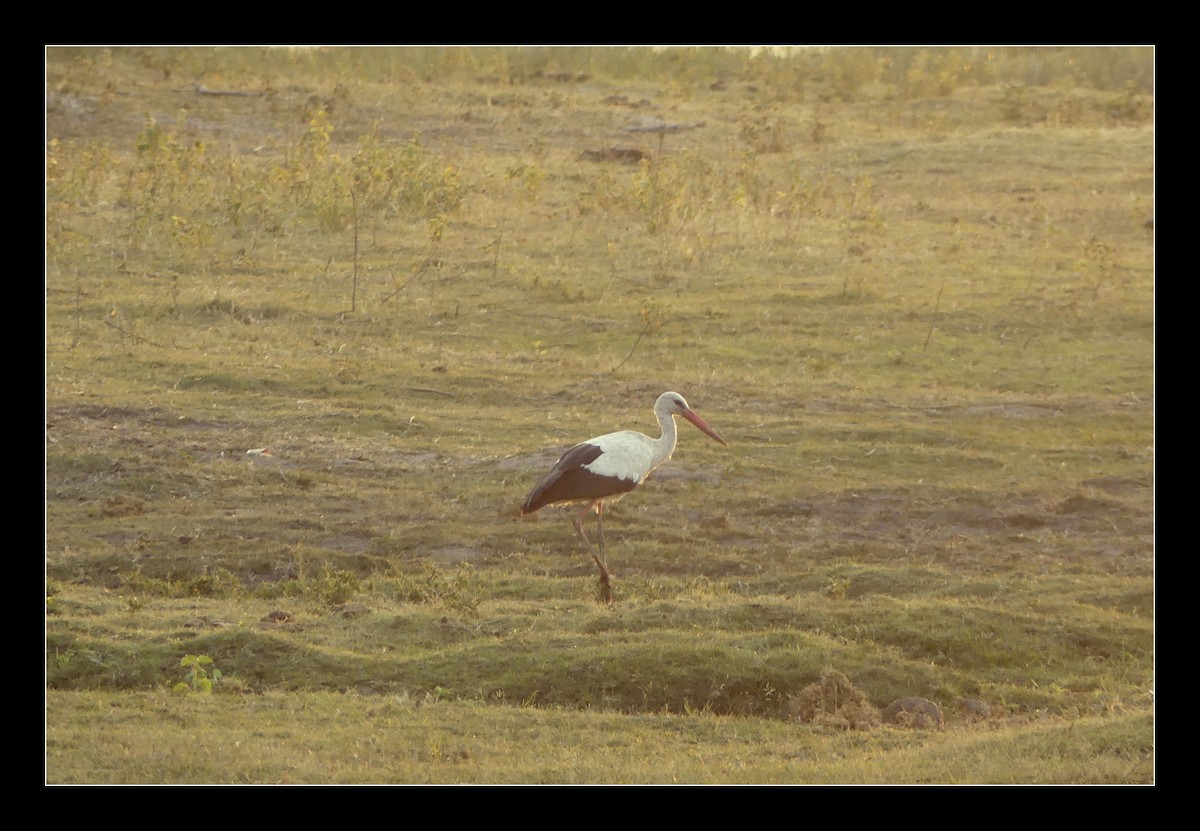 Cigogne blanche - ML137126741