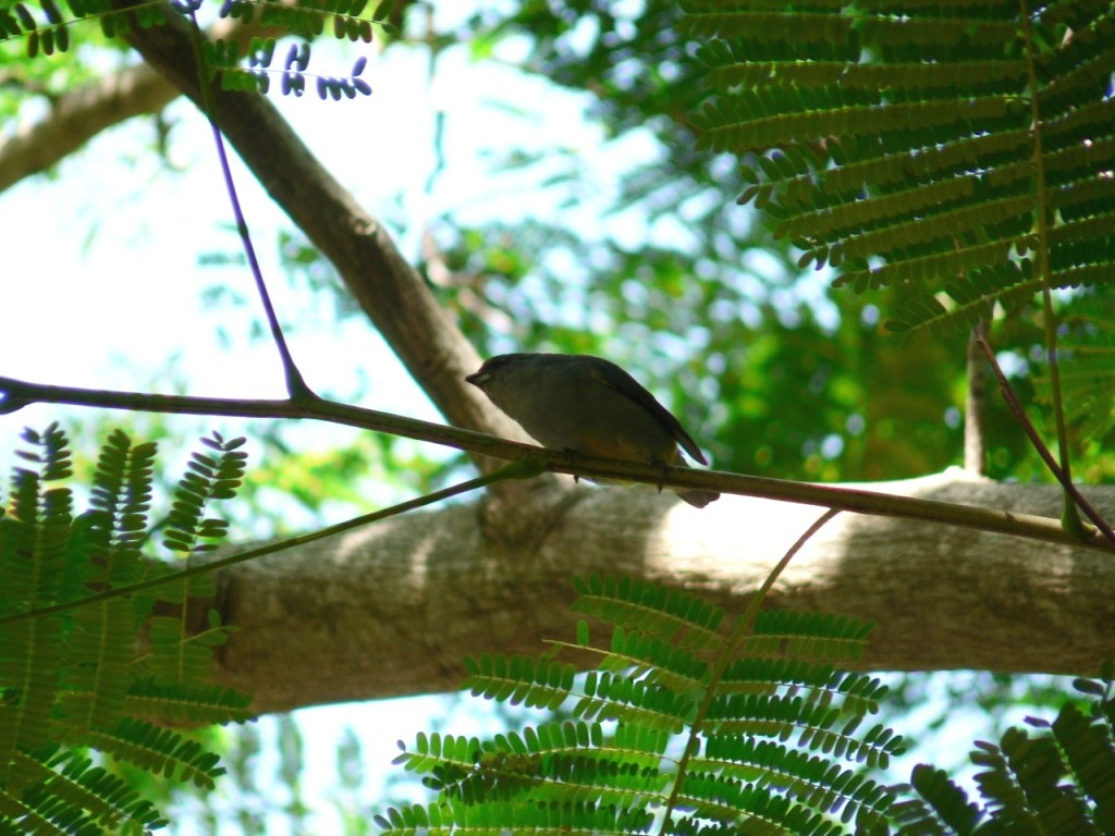 Jamaican Euphonia - ML137127461