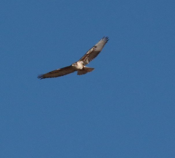 Ferruginous Hawk - ML137127821