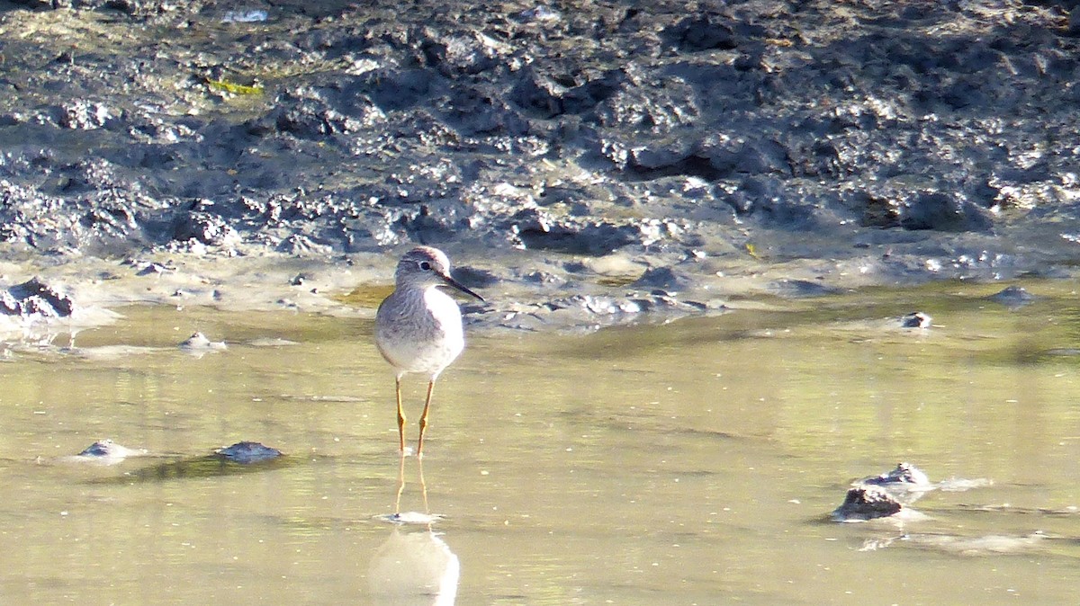 Lesser Yellowlegs - ML137129241