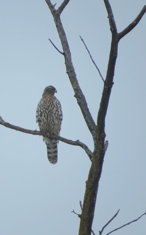 American Goshawk - ML137130581