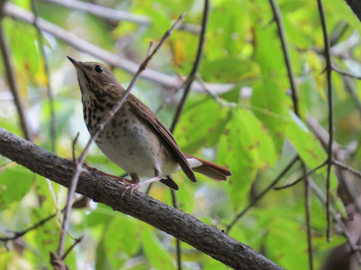 Hermit Thrush - ML137131241