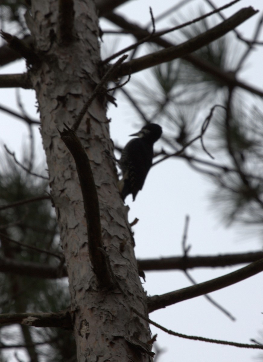 Black-backed Woodpecker - ML137131331