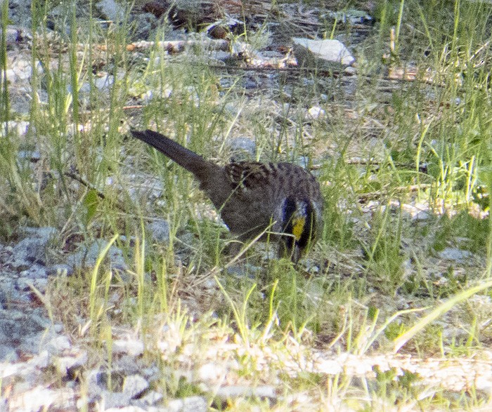 Golden-crowned Sparrow - Jim Johnson