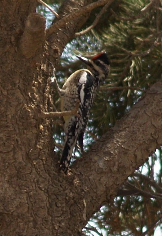 Yellow-bellied Sapsucker - ML137134841