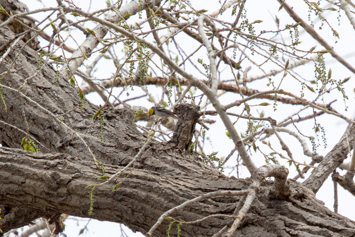 Hermit Warbler - ML137134951