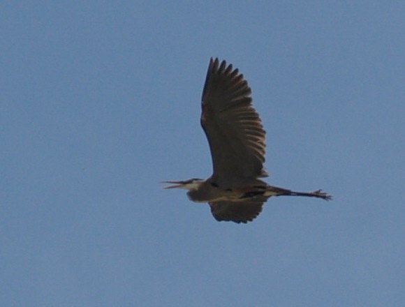 Great Blue Heron - Jane Stulp