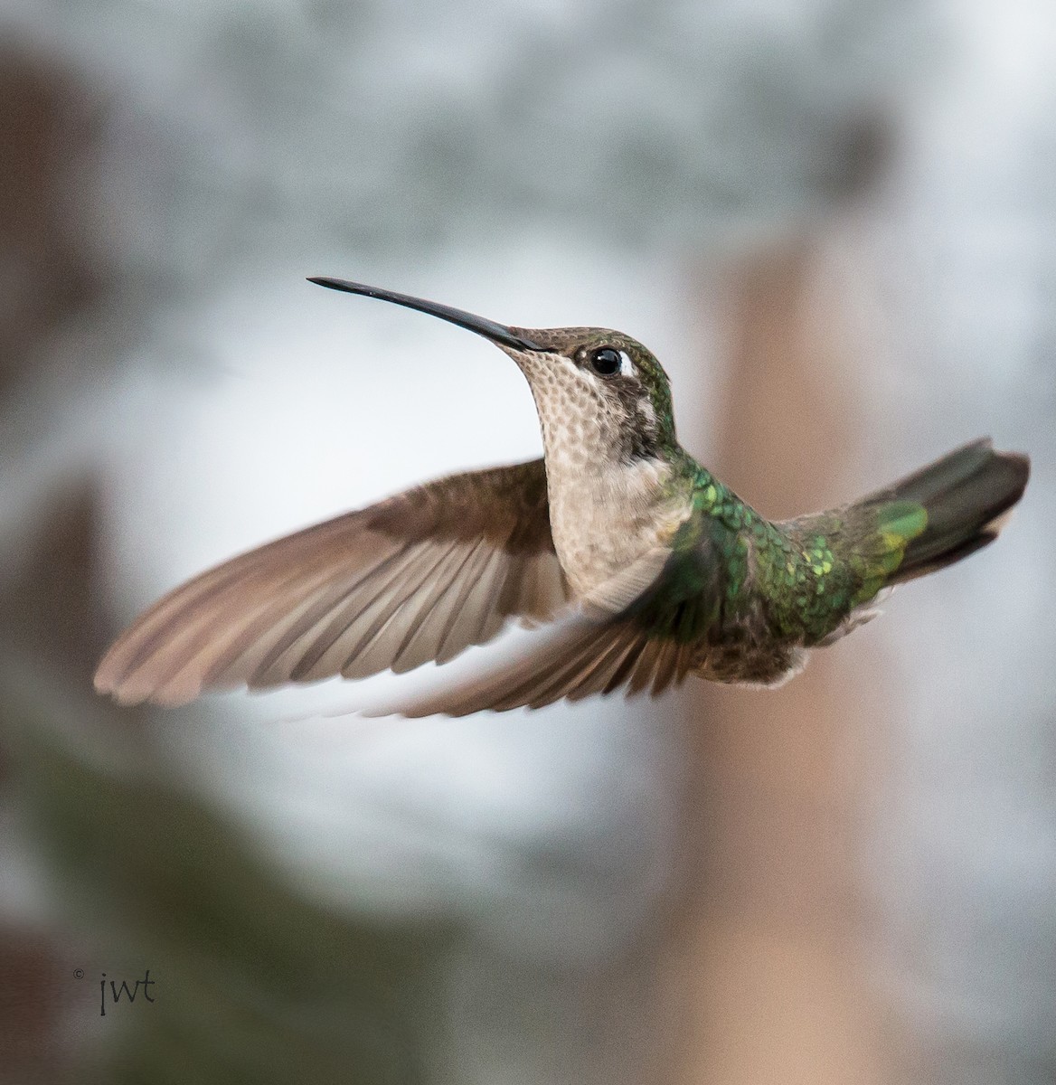 Rivoli's Hummingbird - Jane Stulp