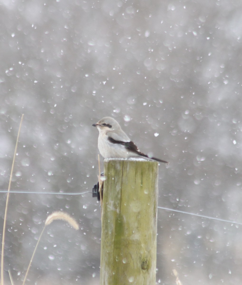 Northern Shrike - ML137138921